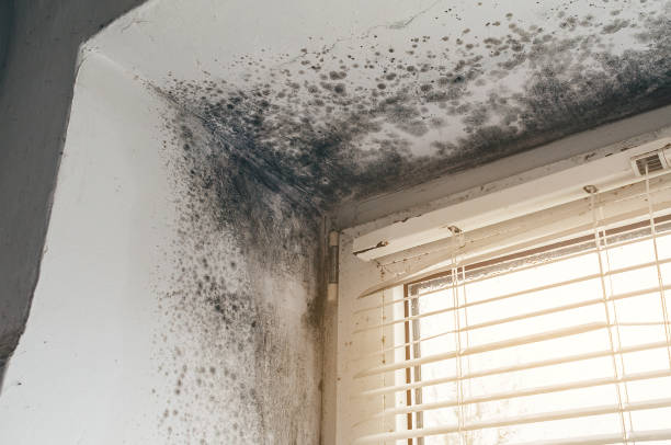 Affordable Mold Remediation solutions in Odessa, TX