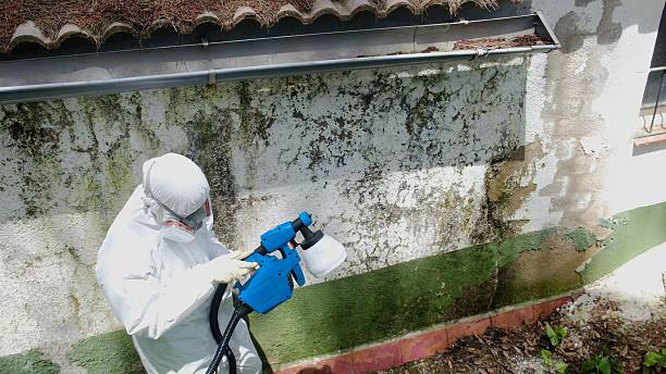 Top rated local Mold Remediation specialists in Odessa, TX